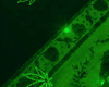Floor Neon Weed Green