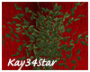 Lux Christmas Plant