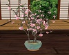 Potted Sakura Tree