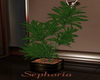 Sephoria Plant