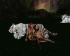 (K) Wihte Tiger cuddling