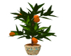 Orangetree/egyptianpot