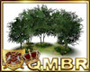 QMBR Butterfly Trees Pz