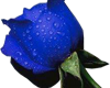 *T* Blue Rose Sticker