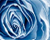 Blue and White Rose