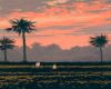 Palm in the Sunset Pic
