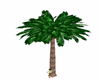 Palm Tree