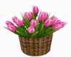 Basket Of Pink Tulips