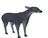 Whitetail Doe