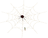 {cmm} spider in web