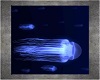 Aqua Club blue jellyfish
