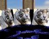 Sheer Tiger Couch
