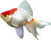 Sparkle Fin Goldfish