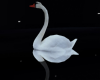 |Reason Swans|