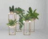 Indoor Plants Set Gold