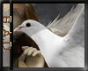 White Dove 1 Sticker