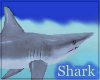 Fish Tank Shark