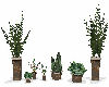 Table Plants