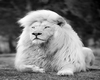 POSTER -  white lion