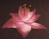 Lotus Flower