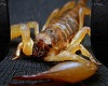 [PLD] scorpion photo bg