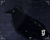 Odin The Raven ☽