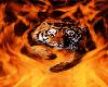 flaming tiger