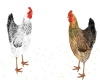 Chickens