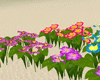 flowers beautiful colors