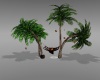 palm tree hamoch