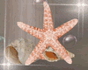 Starfish Shell Coral