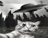 CatUniverse CutOut