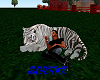 cuddle with white tiger