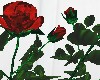 LW - 3 rose bushes
