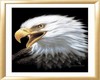 Americain Royal Eagle