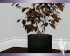 Fall Fig Tree 02
