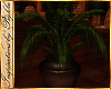I~RH Palm Plant