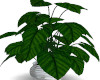 Big Leaf Plant
