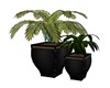 2 POTTED TROPICAL PLANTS