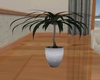 Grey plant