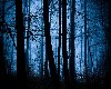 Midnight Fantasy Forest