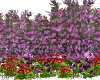 haie fleur 2 lola