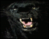 Panther w Sound Actions