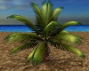  Tropical Palm