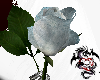 GCI-W single rose w/ring