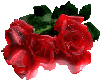 Red Roses~