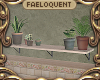 F:~ Plants & Shelf