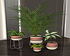 GL-Coco Love Plants
