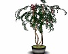 Steel Potted Acasia