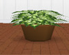 Large Plant in Brown Pot